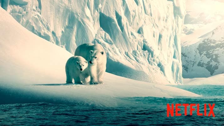 Netflix pone en abierto sus documentales Our Planet