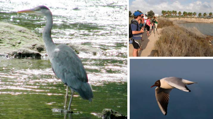 Identificación y reconocimiento de aves marinas