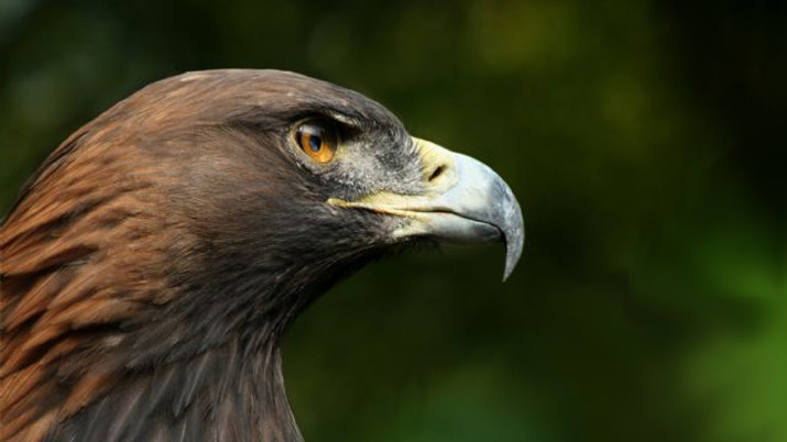 Las águilas que veranean en Sierra Espuña