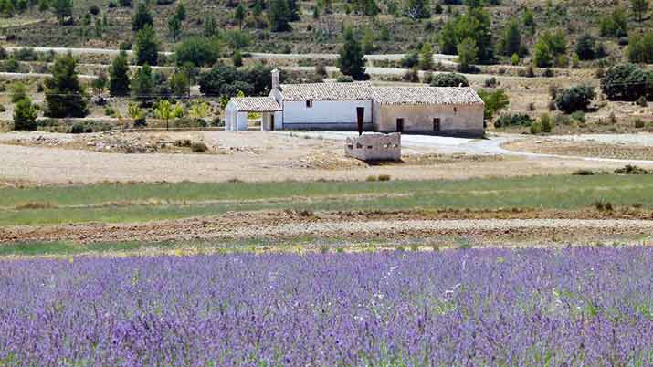 Ruta Floración de las Esencias en Béjar-Moratalla