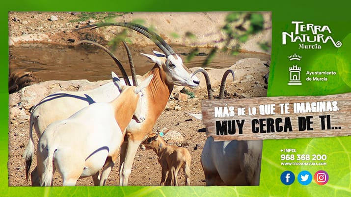 Conoce el Oryx en Terra Natura Murcia