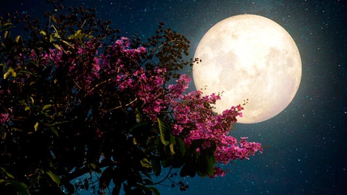 Luna llena de las flores, la última superluna de 2020